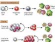 ASXL2在造血干细胞功能维持中抑癌作用