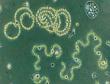 王从彦：古细菌——生命世界里的独行者
