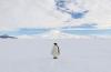 一只帝企鹅(企鹅种属中最大的企鹅)自豪地站在麦克默多冰架上。埃瑞布斯山是地球上最南端的活火山。
