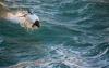 研究船劳伦斯·M·古尔德(Laurence·M·Gould)沿着麦哲伦海峡(Strait of Magellan)前往帕尔默站(Palmer Station)，穿过德雷克海峡。途中看到一只海豚在惊涛骇浪中跃出海面。