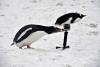 在南极洲奥恩港，一只巴布亚企鹅咬了一只GoPro相机。