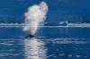 一只鲸鱼在它的喷水孔里呼出空气。来自俄勒冈州立大学的Ari Friedlaender研究员研究鲸鱼在南极的觅食行为，这是美国国家科学基金会长期生态研究项目的一部分。