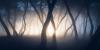 《陌生人的东西》在日出之前，汽车前灯照亮了韩国Boeun的一处雾蒙蒙的松树林。