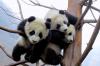 在卧龙大熊猫研究中心，大熊猫幼崽在树上玩耍。