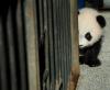 在我国大熊猫保护和研究中心碧峰峡基地三个月大的熊猫崽对着镜头，眼神呆萌呆萌。