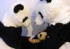 保护中心的体检中，身着熊猫服装的研究人员检查了一只熊猫幼崽的体温。