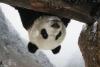在卧龙大熊猫研究中心的雪地里，大熊猫“阳光”在屋顶上闪闪烁烁。