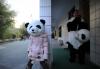饲养员穿上熊猫套装，去给大熊猫做例行检查。
