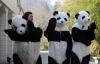 饲养员装扮成大熊猫准备给大熊猫进行体格检查。