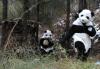 在大熊猫保护和研究中心的一个训练基地里，饲养员们装扮成大熊猫。他们为熊猫做检查。
