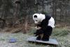 研究人员在为大熊猫“陶陶”进行常规体检，如称重等。
