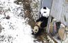 在大熊猫保护和研究中心的一个新围栏里，一名研究人员装扮成熊猫。再引进计划进入第二阶段，“陶陶”和其母亲“曹操”为转移到一个更大的野外，在进行进一步的训练。
