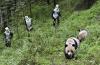 在卧龙国家级自然保护区，研究人员试图接近大熊猫“陶陶”和它的母亲“曹操”。