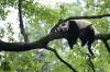 雅安市碧峰峡大熊猫基地，一只大熊猫在“熊猫幼儿园”的树上休息。