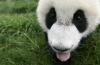 成都研究基地，一只熊猫幼仔在喝完一碗牛奶后伸出舌头。