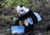 保护中心，一名身着熊猫服装的研究人员将一只熊猫幼崽放到了一个浴盆里。