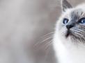 我是猫：我的眼珠不过忽大忽小，而人间的评说却颠倒黑白